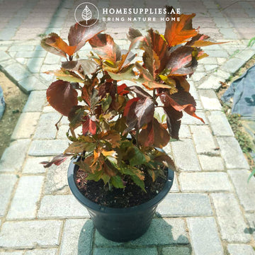 Acalypha Copper